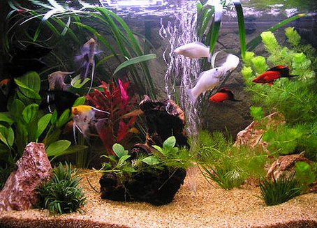 красивый аквариум