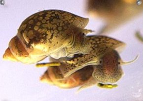 Физа заостренная