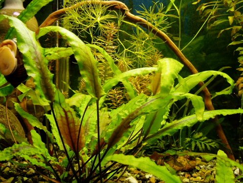 Подбор аквариумных растений