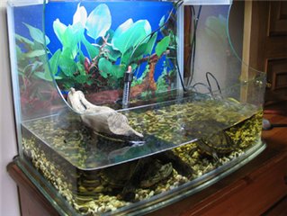 Черепахи в авквариуме