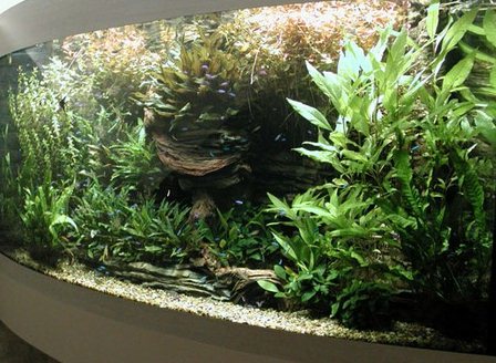 Совместимость аквариумных растений